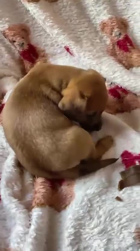 Mixed Breed dogs for sale: Dachsund  in Maidstone - Video 1