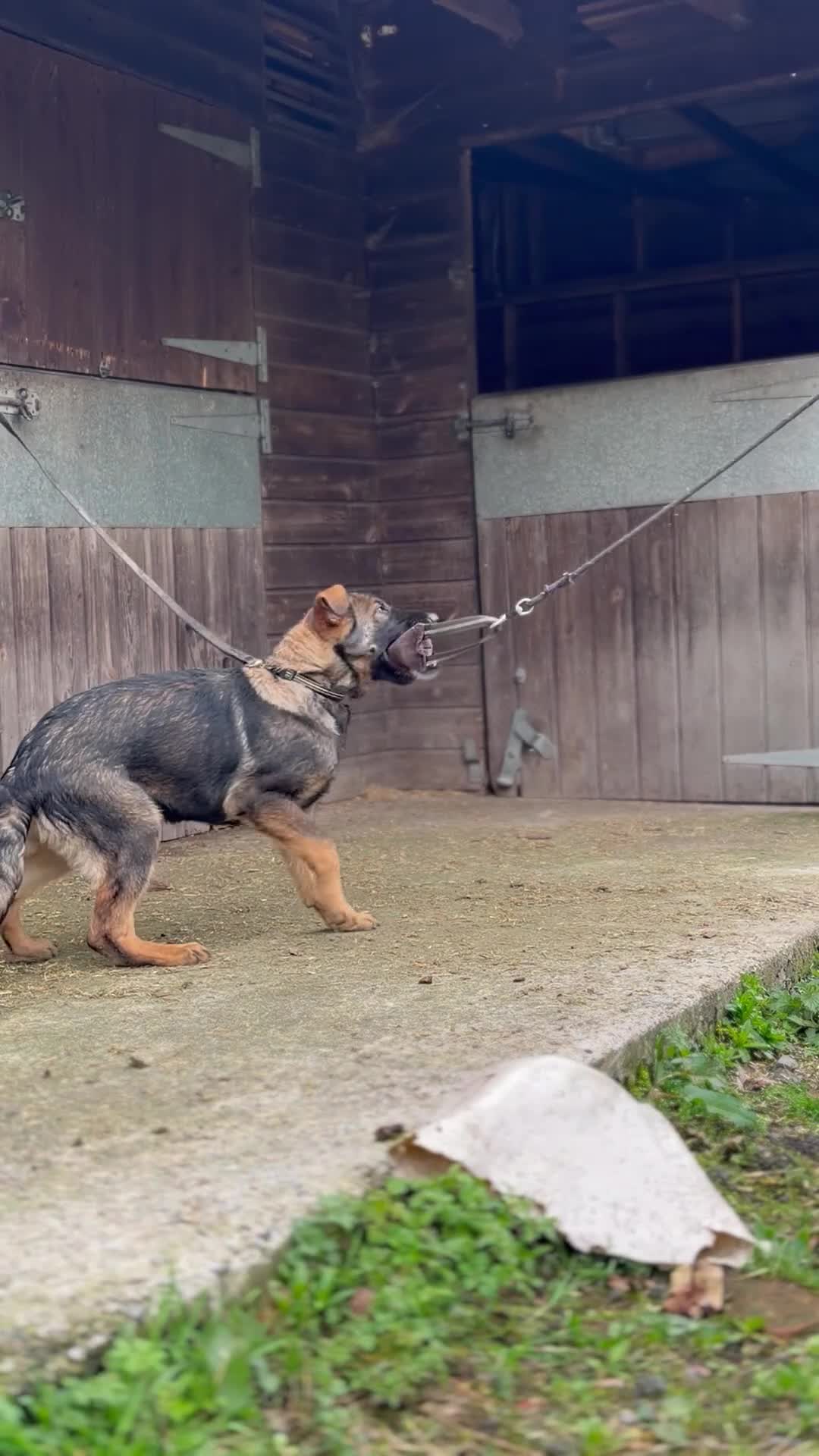 German Shepherd dogs for sale: Pick of Litter "Zeus" – DDR Working Line GSD - Video 5