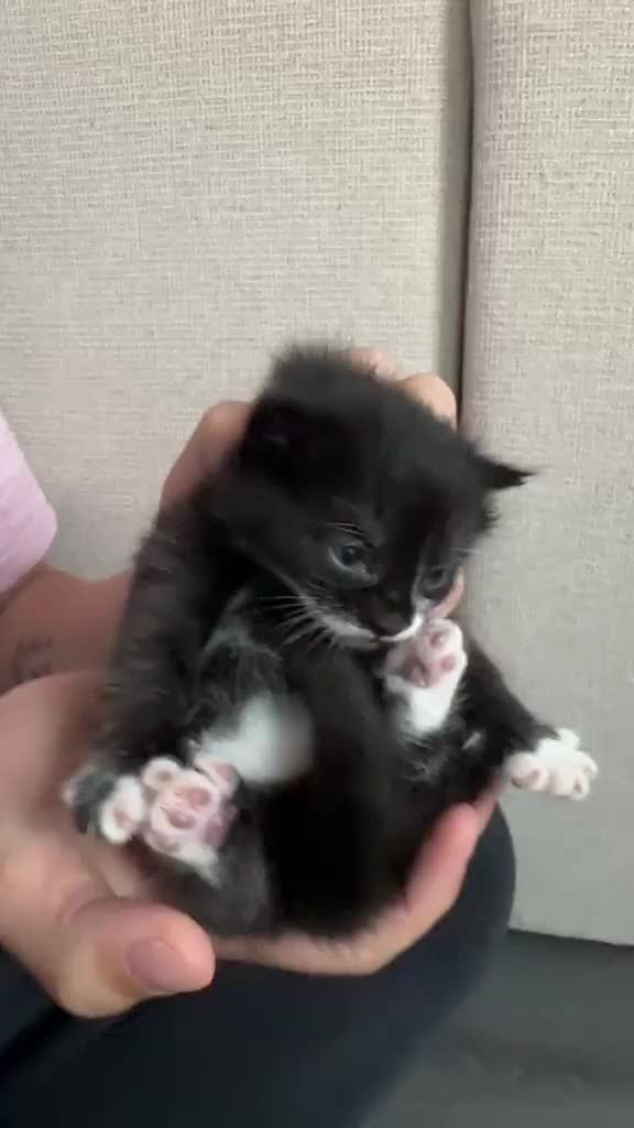 Mixed Breed cats for sale: 3 little kittens  - Video 1