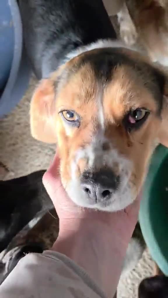 Mixed Breed dogs for adoption: Maria - FOR ADOPTION  in Buxton - Video 4