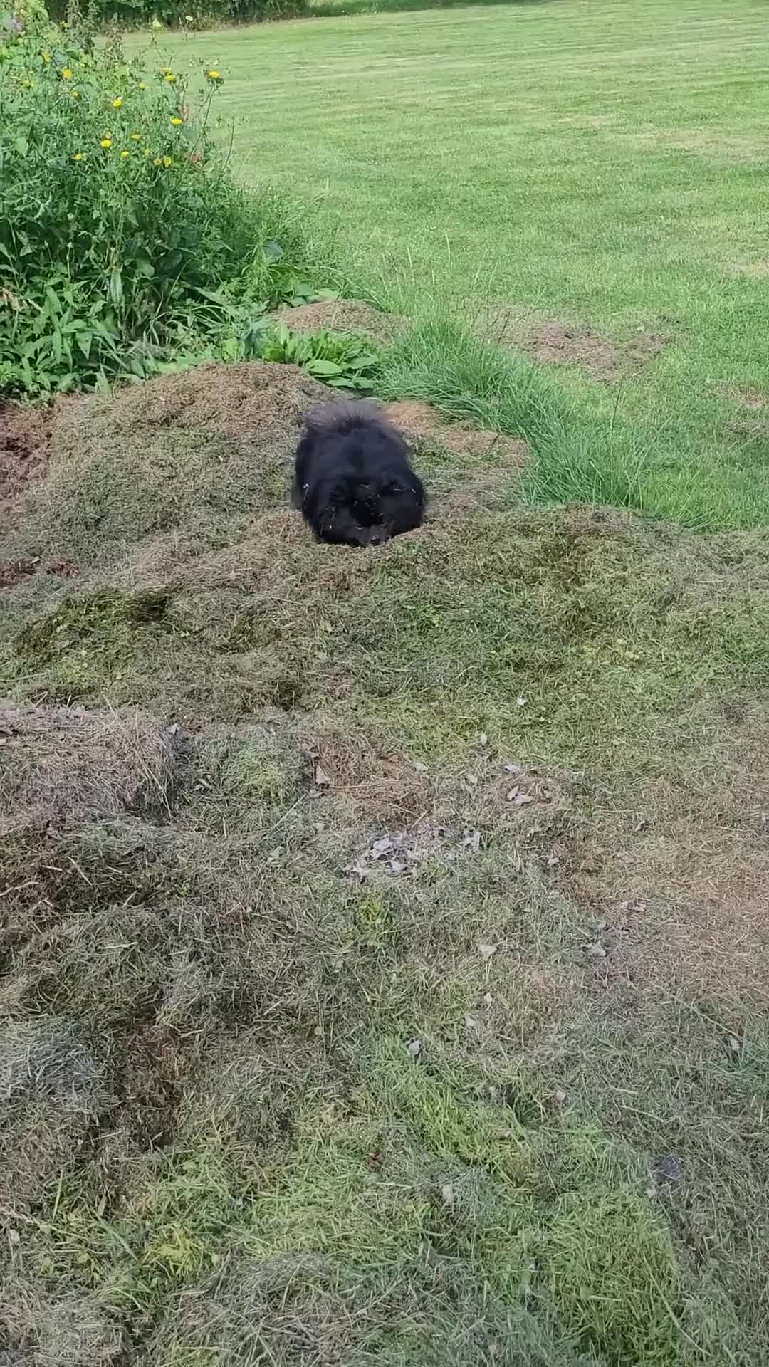 Pomeranian dogs for stud: Black and grey Pomeranian for stud - Video 1
