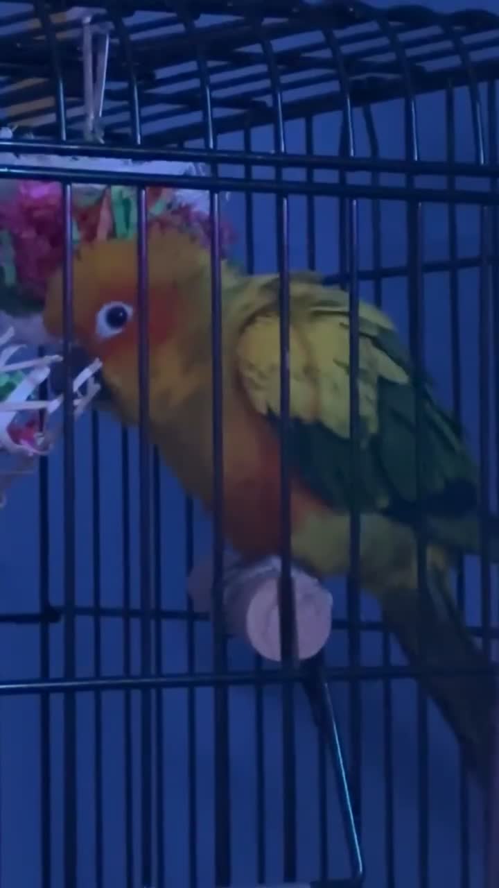 Conures birds for sale: Sun Conure for Sale! URGENT - Video 2