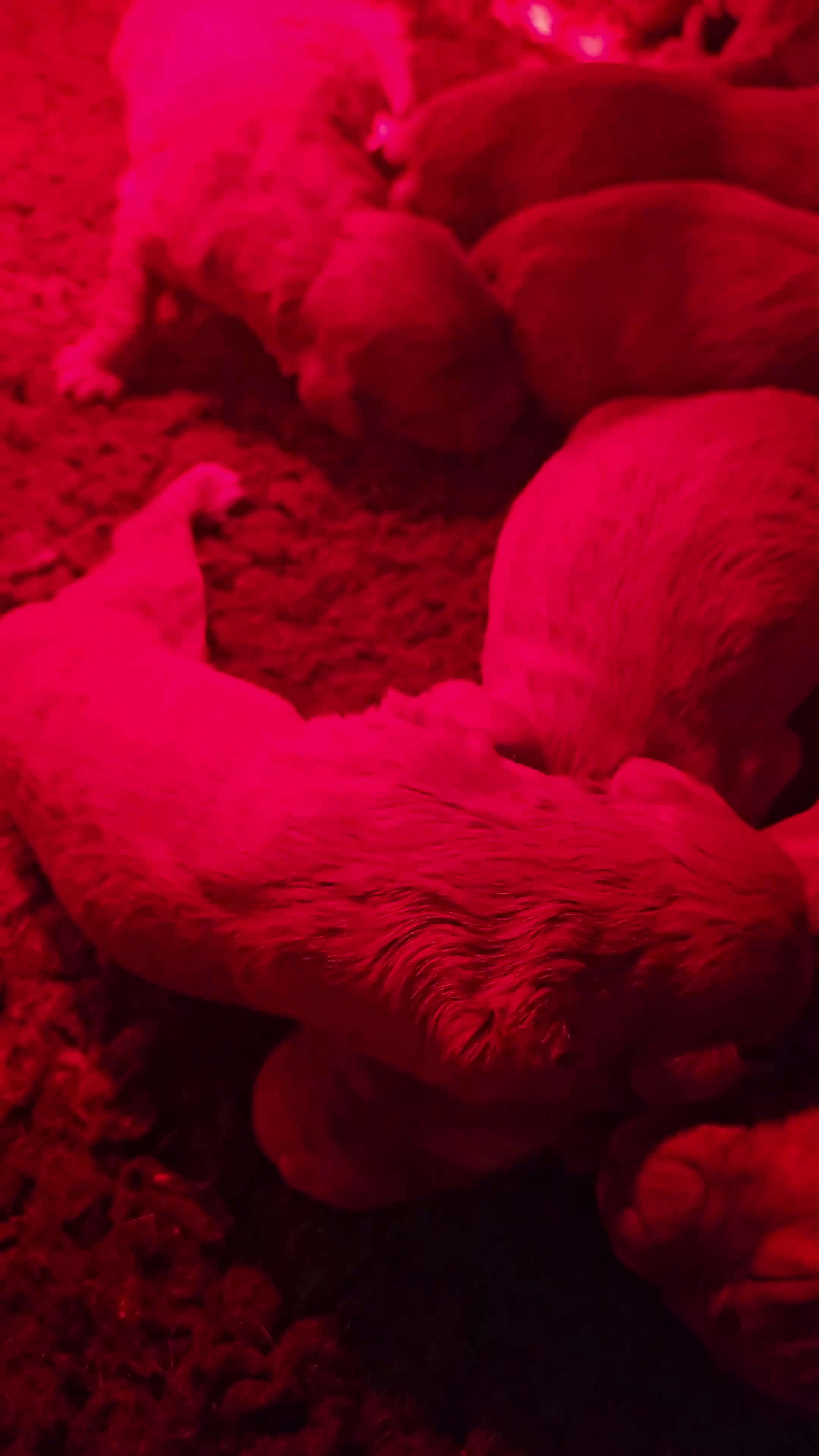 Mini Goldendoodle dogs for sale: F1 MINI GOLDENDOODLES  - Video 1