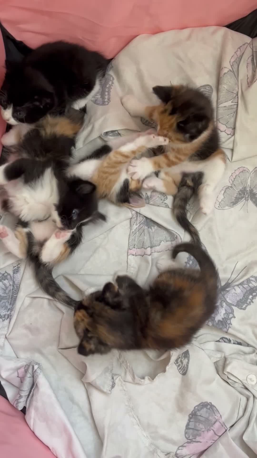 Mixed Breed cats for sale: Beautiful tortoiseshell kittens in Walsall - Video 1