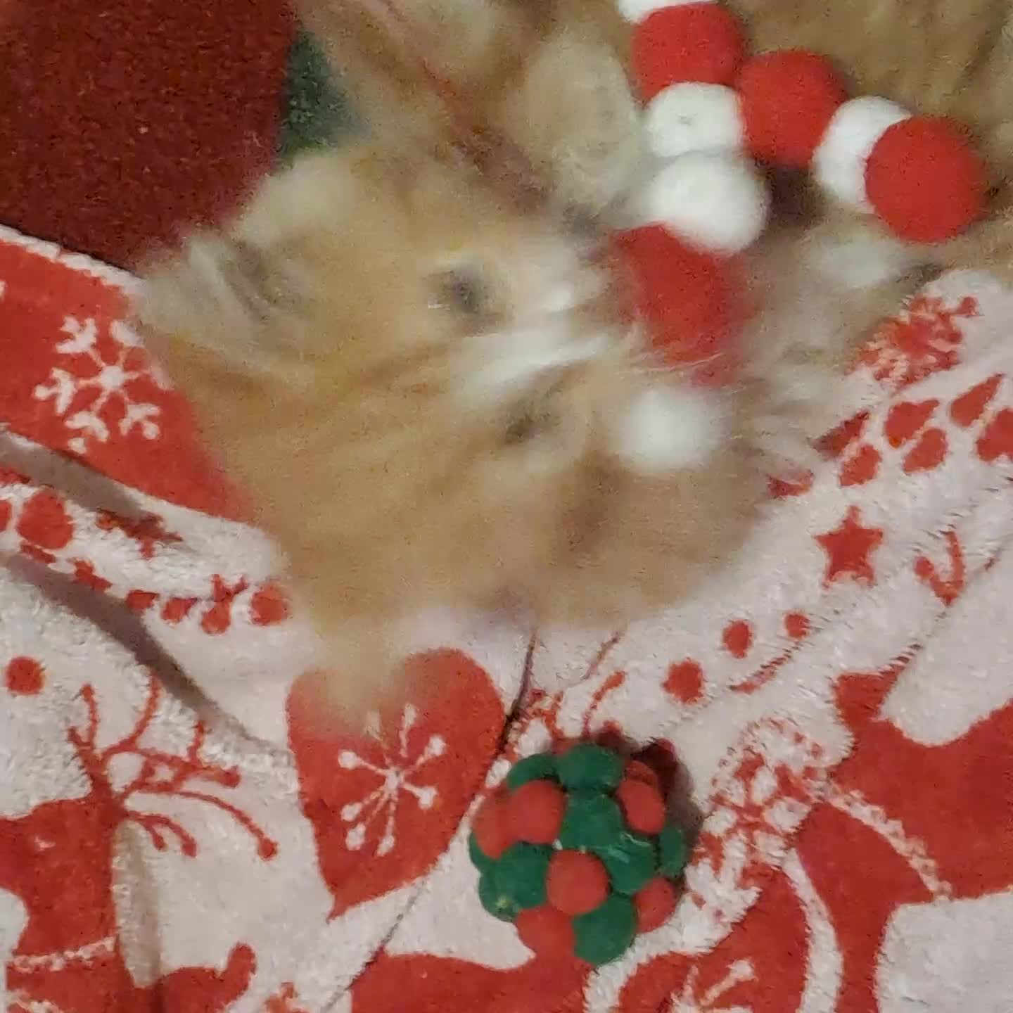 Mixed Breed cats for sale: Beautiful Kittens 😻 - Video 1