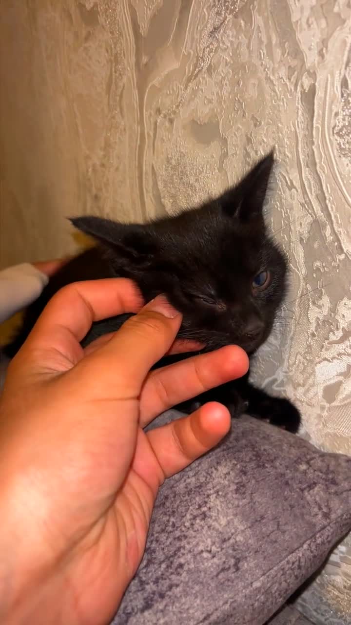 British Shorthair cats for sale: Gorgeous black kitten - Video 1