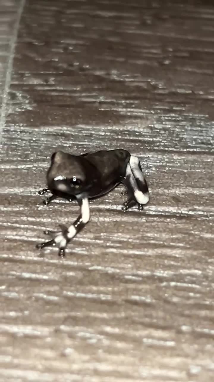 Frog reptiles for sale: CB25 Amazon Milk Frog Froglets - Video 1