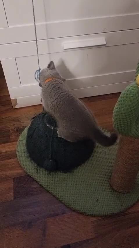 British Shorthair cats for sale: Last 2 Kittens Lilac & Blue Healthy GCCF Pedigree  - Video 4