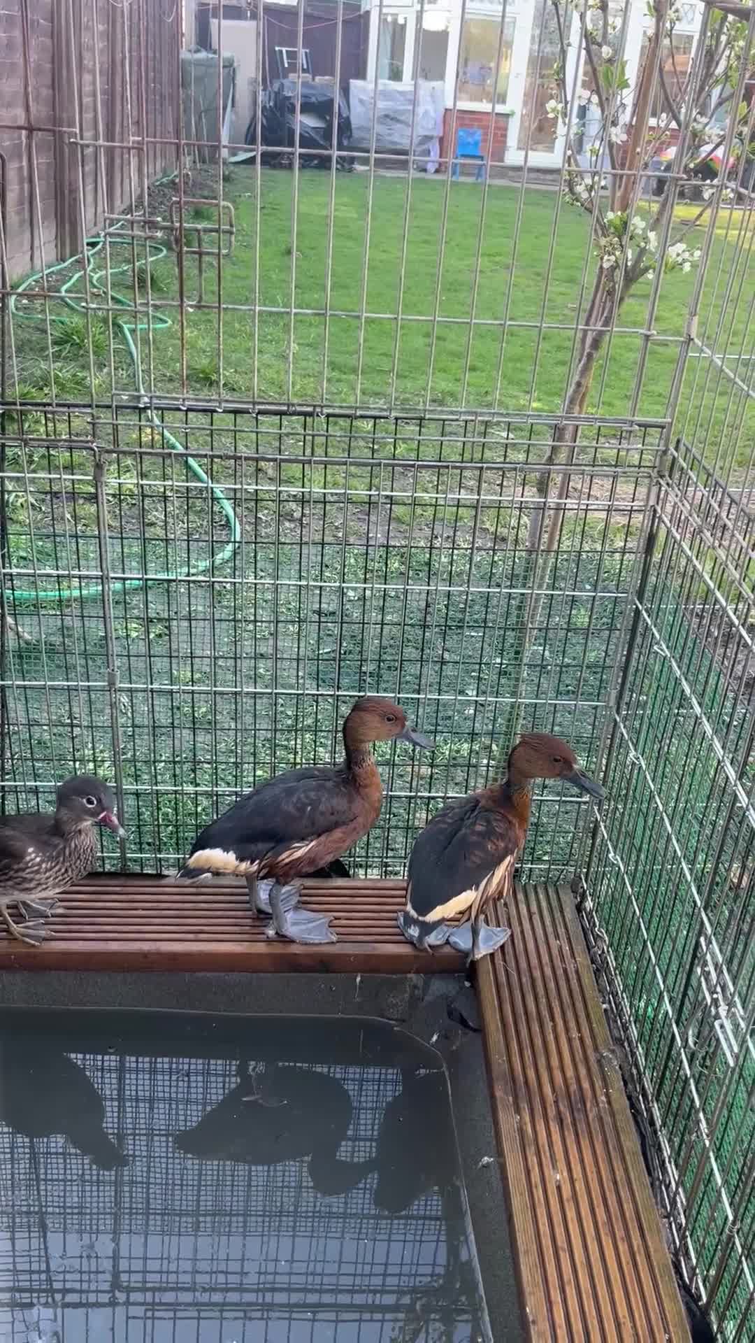 Waterfowl poultry for sale: Fulvous whistling ducks  - Video 2