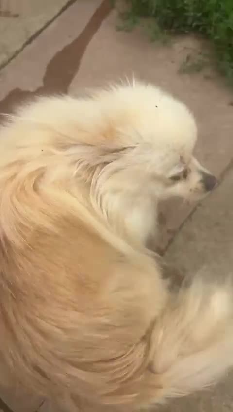 Pomeranian dogs for sale: Pearly  - Video 1