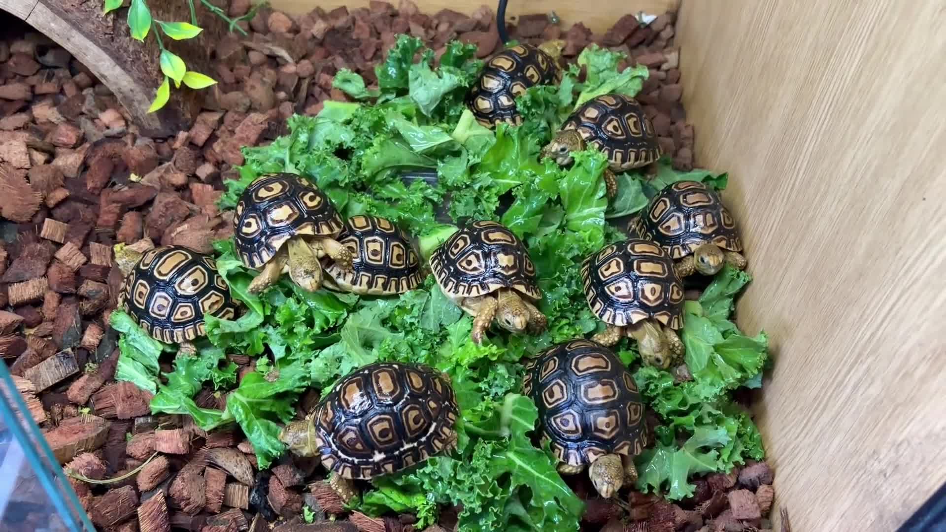 Tortoise reptiles for sale: Leopard Tortoises- babies - Video 1