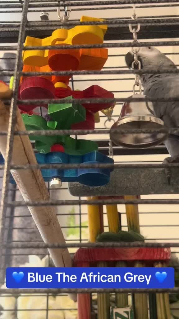 Parrots birds for sale: Parrot Tame & Talking 6 Yrs Old  - Video 1