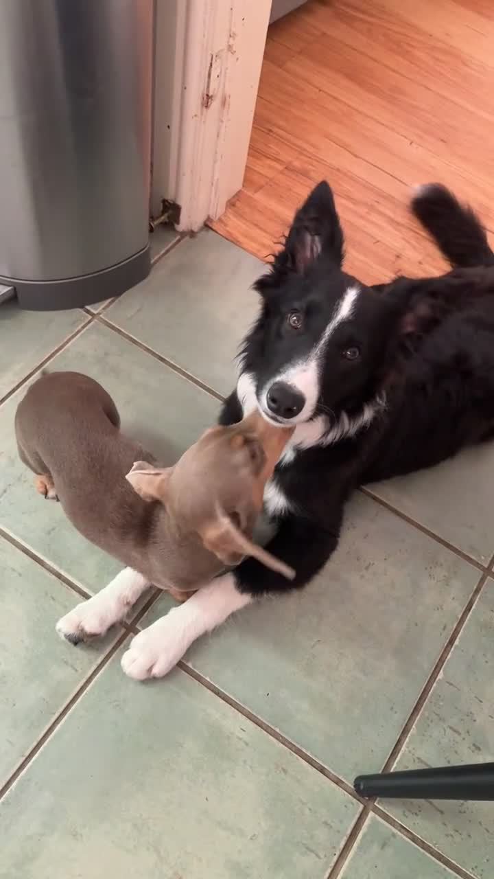 Border Collie dogs for sale: Meet Enzo - Video 1