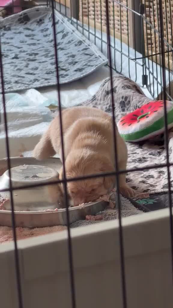 Labrador Retriever dogs for sale: One puppy left!! Health tested Labs-Yellow/Fox Red - Video 1