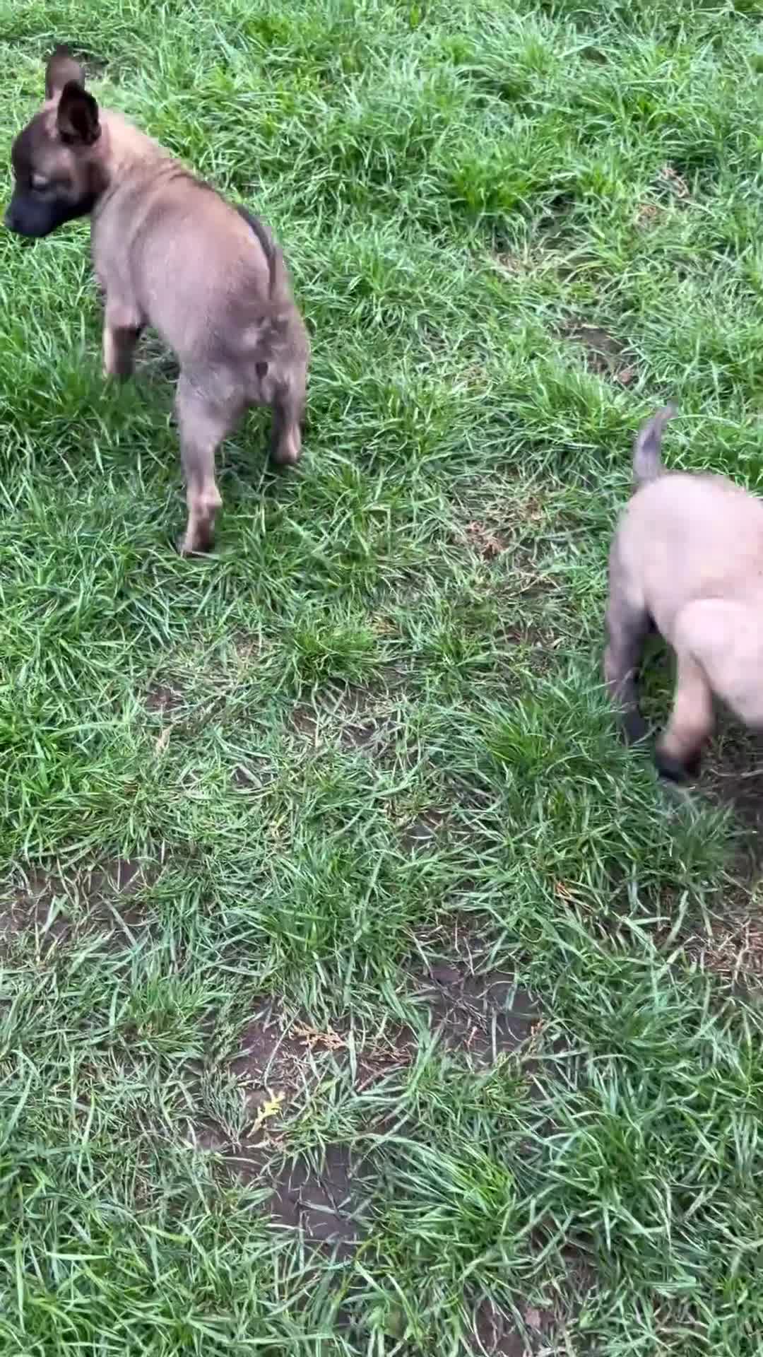 Belgian Shepherd Dog dogs for sale: belgian malnois shepard in Birmingham - Video 1