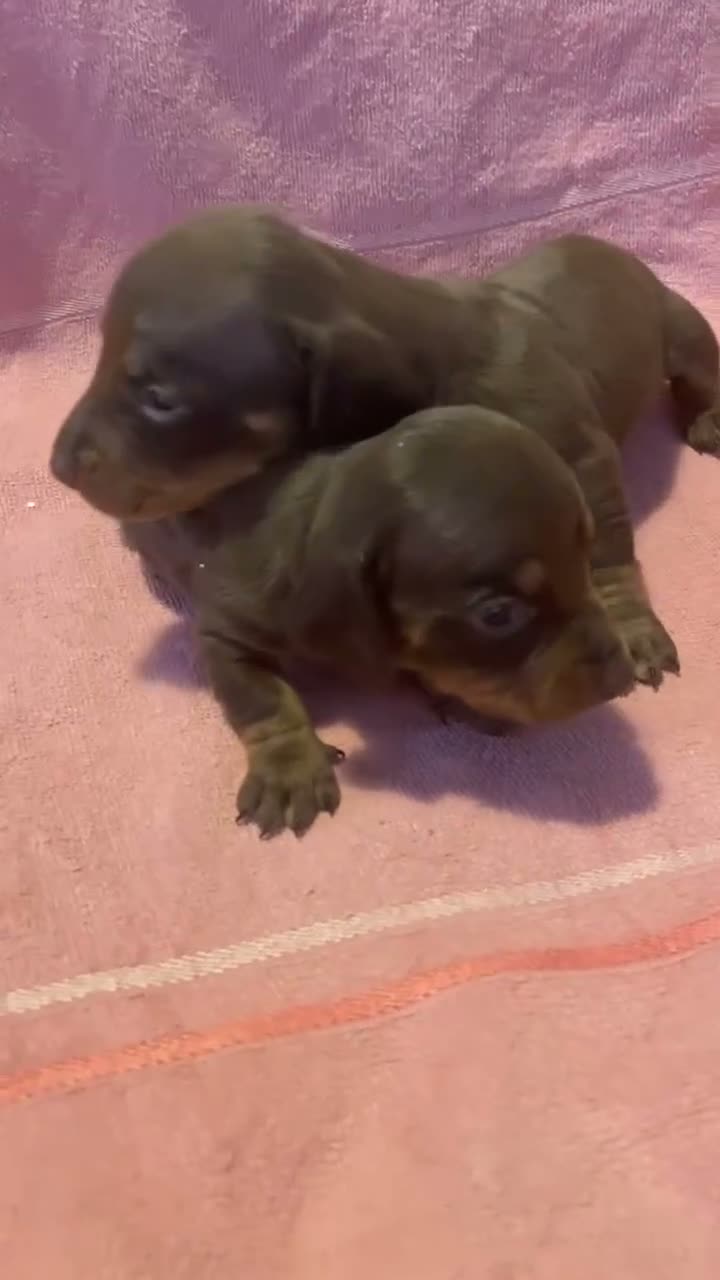 Dachshund dogs for sale: Miniature Dachshunds  - Video 2