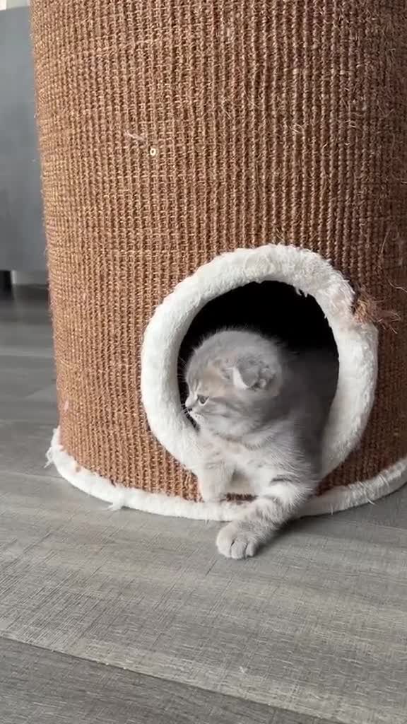Scottish Fold cats for sale: LAST Scottish Fold – Ready Now - Video 2