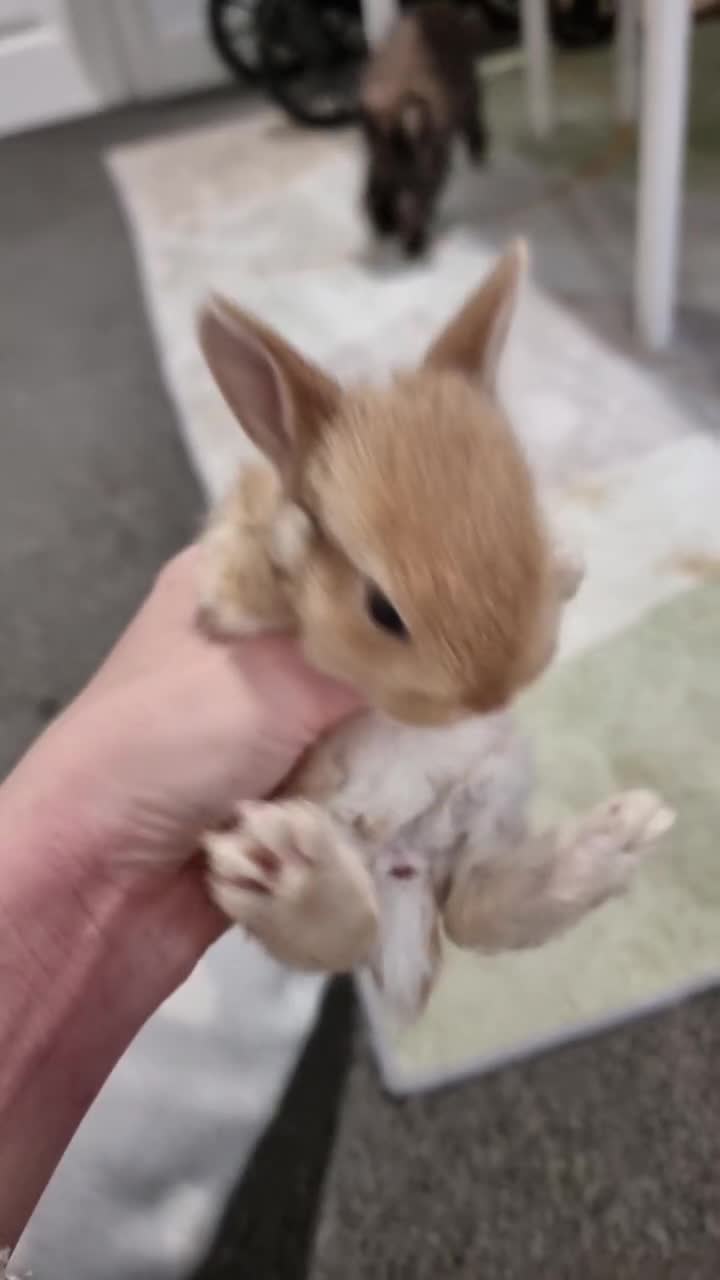 Lionhead rabbits for sale: Set of 3 baby bunnies - Video 1