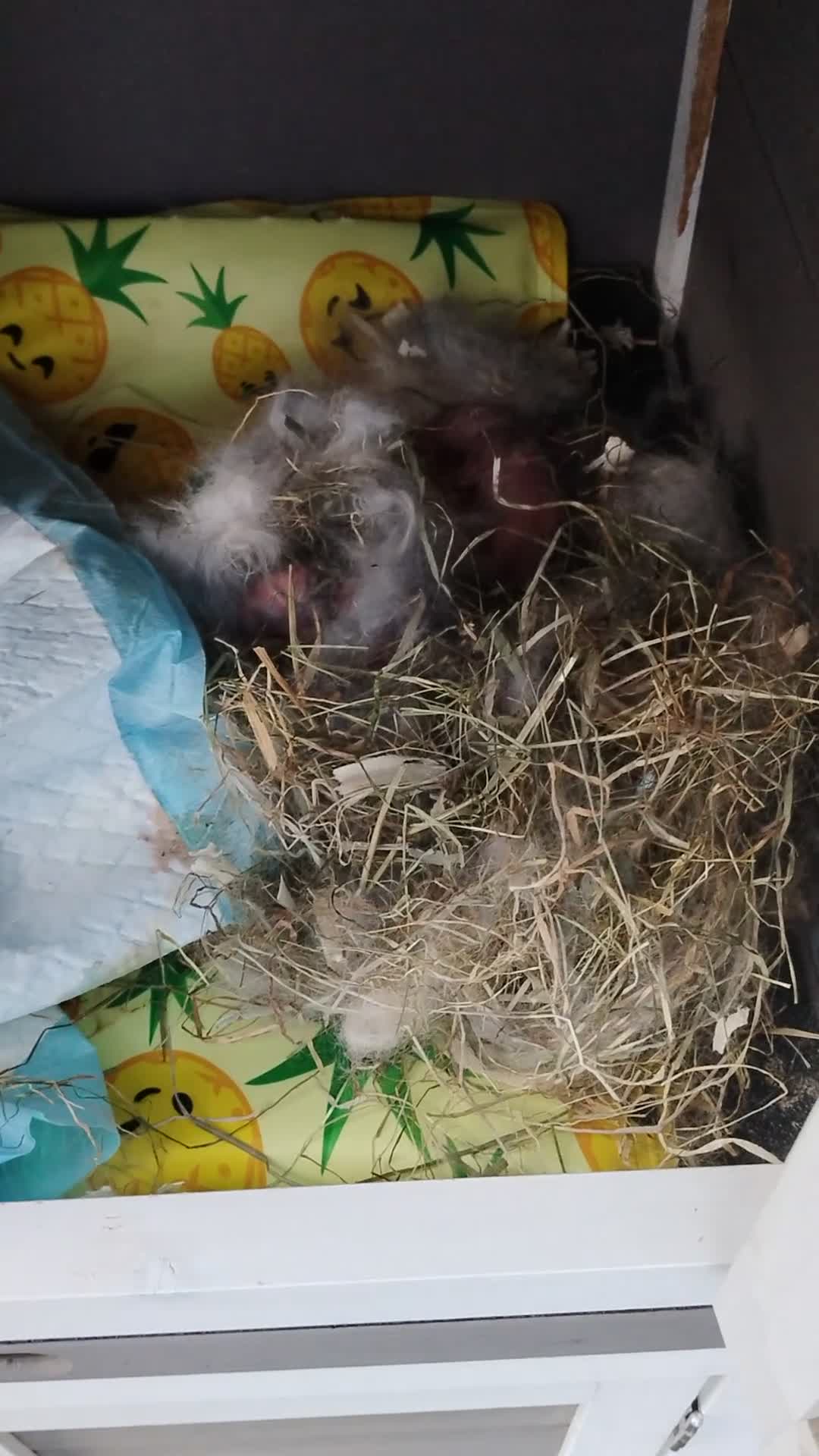 Lionhead rabbits for sale: 5 Little kits in Darwen - Video 1