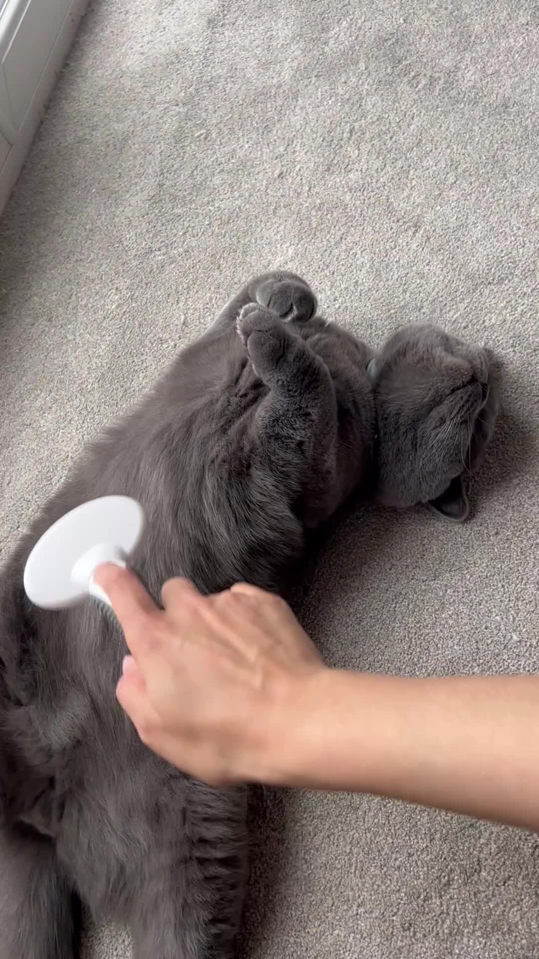 British Shorthair cats for sale: British shorthair grey  - Video 1