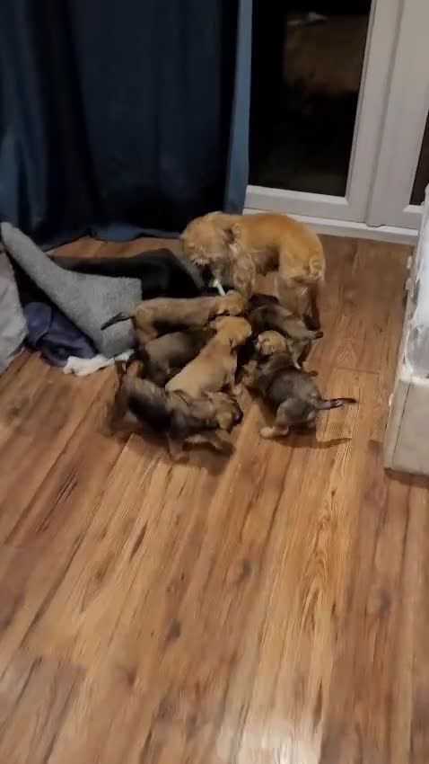 Border Terrier dogs for sale: 4 beautiful border terrier pups - Video 1