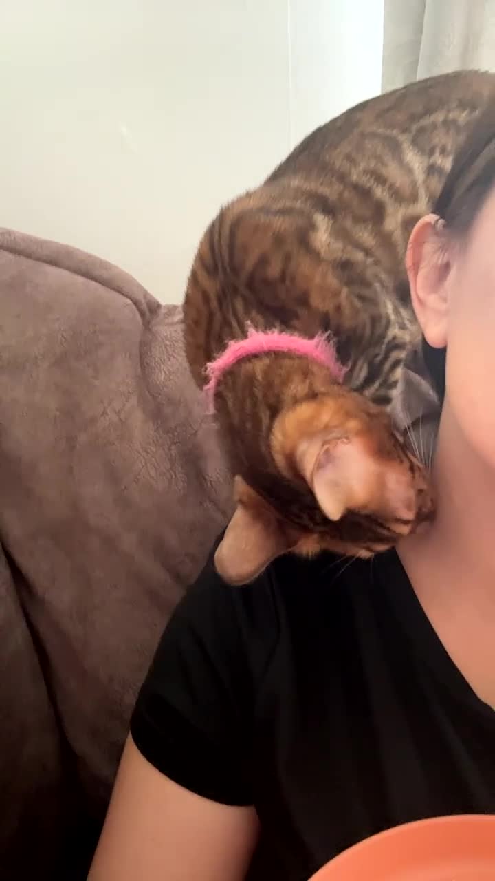 Bengal cats for sale: Bengal Cat  - Video 1