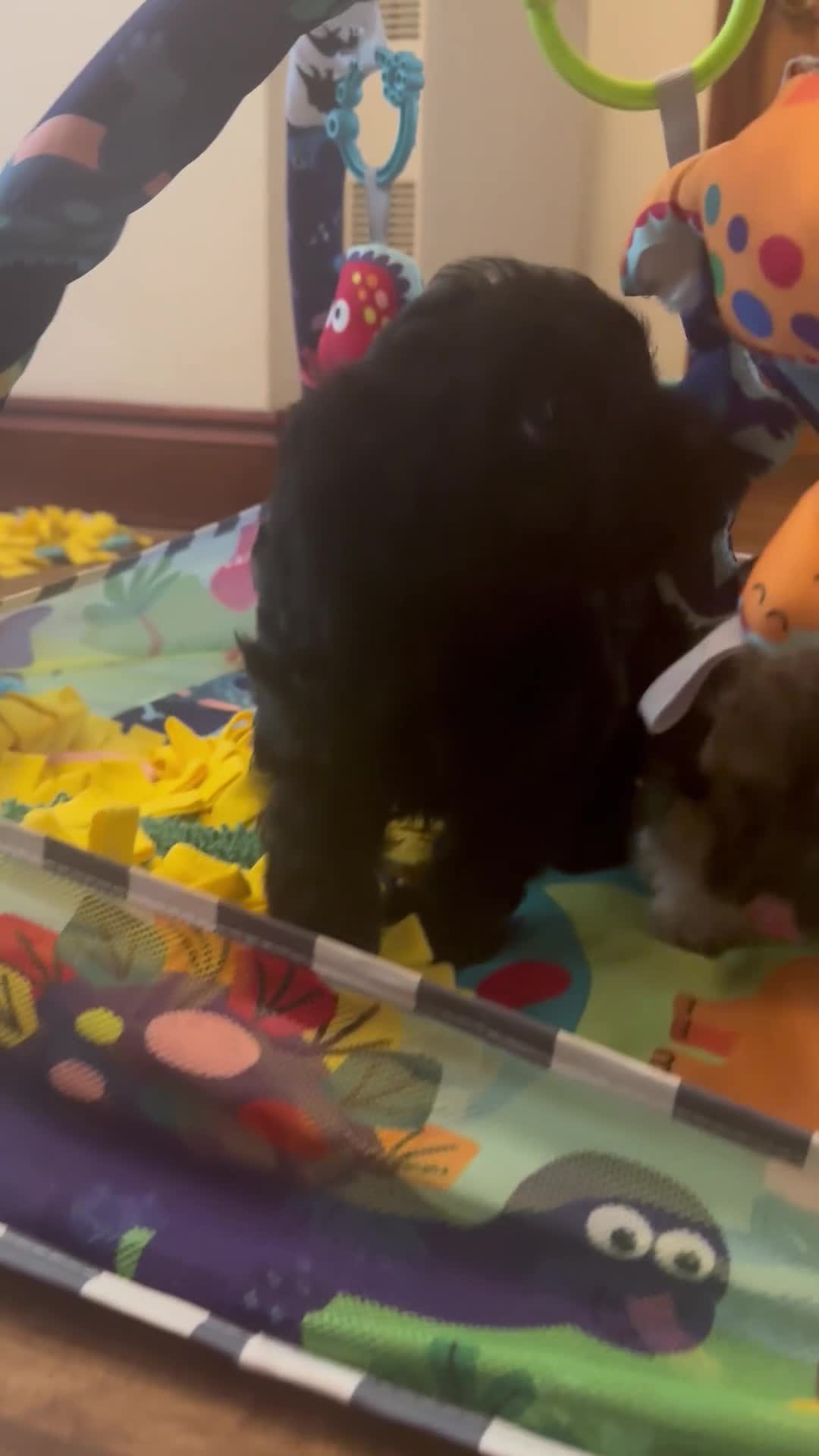Cavapoo dogs for sale: Amazing coloured fi cavapoo health tested parents  - Video 1