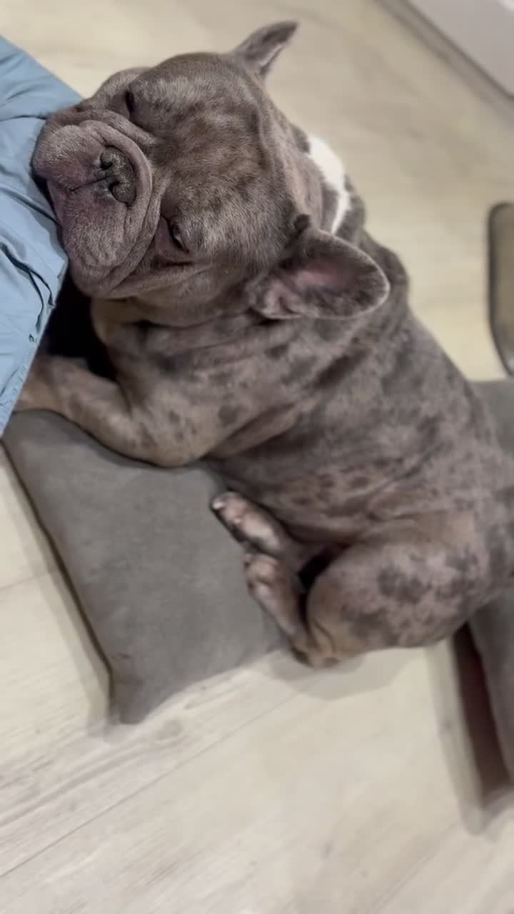 French Bulldog dogs for stud: French bulldog for stud - Video 1