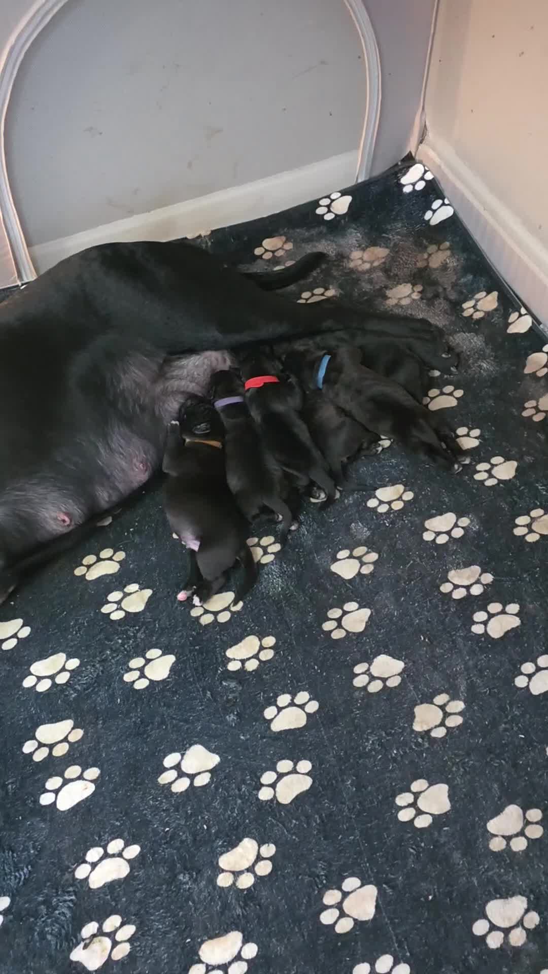 Cane Corso dogs for sale: Cane corso puppies - Video 2