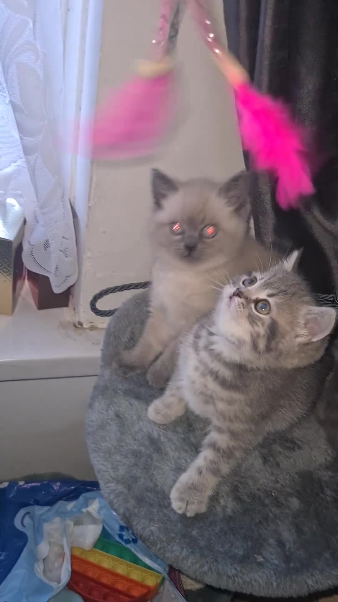 British Shorthair cats for sale: Beautiful kittens. - Video 1