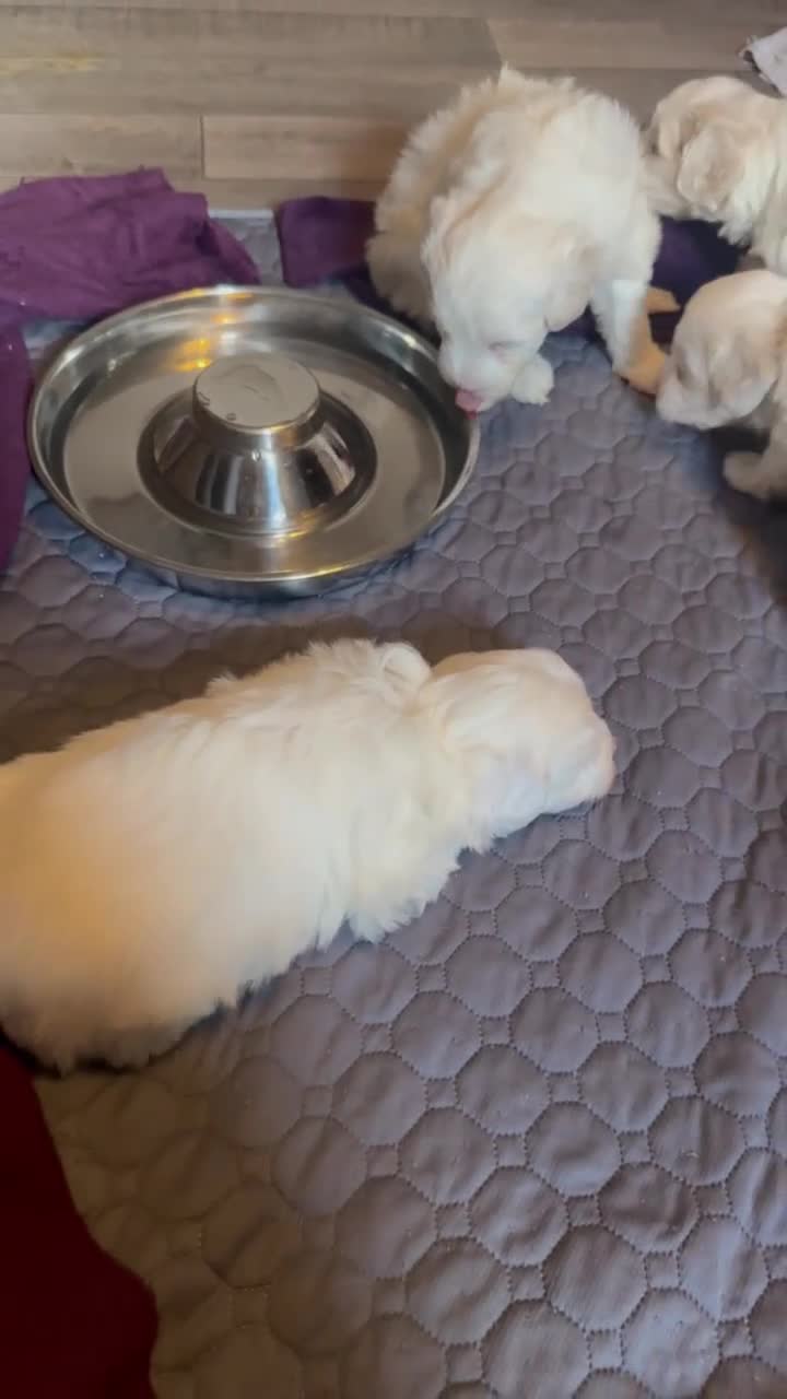 Mixed Breed dogs for sale: Maltipoo x Coton de Tulear Puppies – 1 Boy left - Video 1