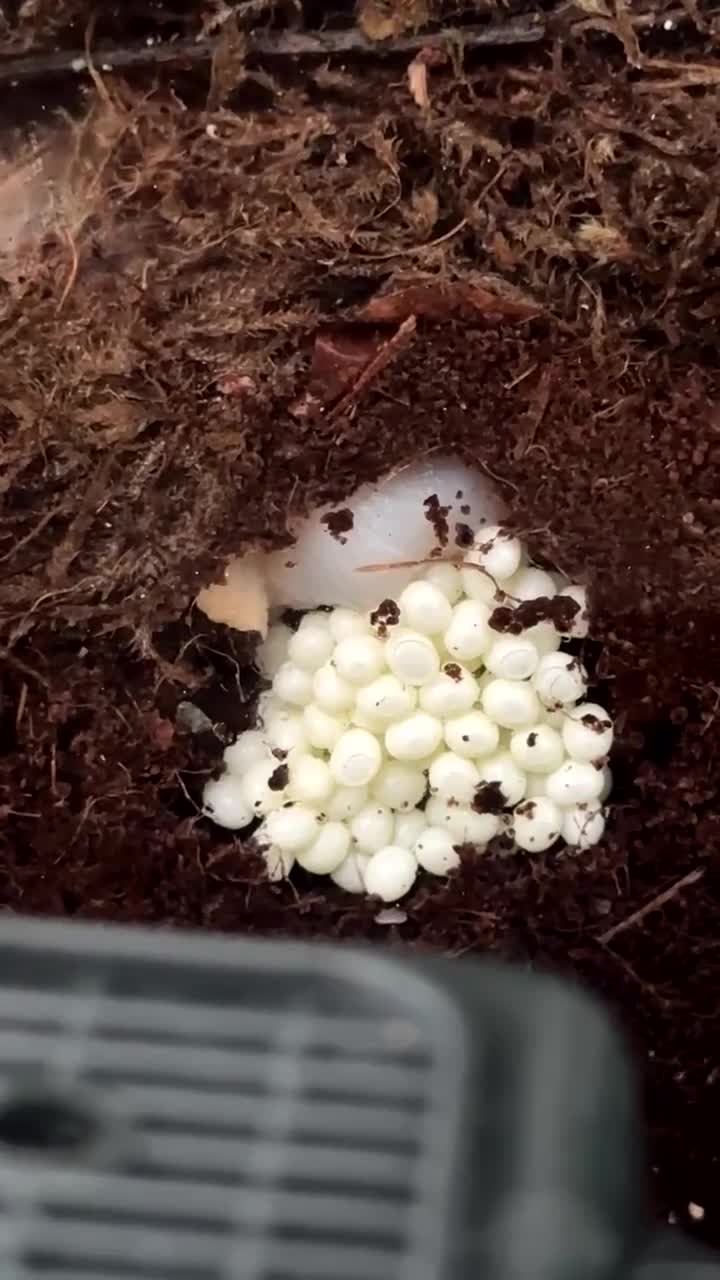 Snails invertebrates for sale: Jade foot albino African snail baby’s  - Video 2
