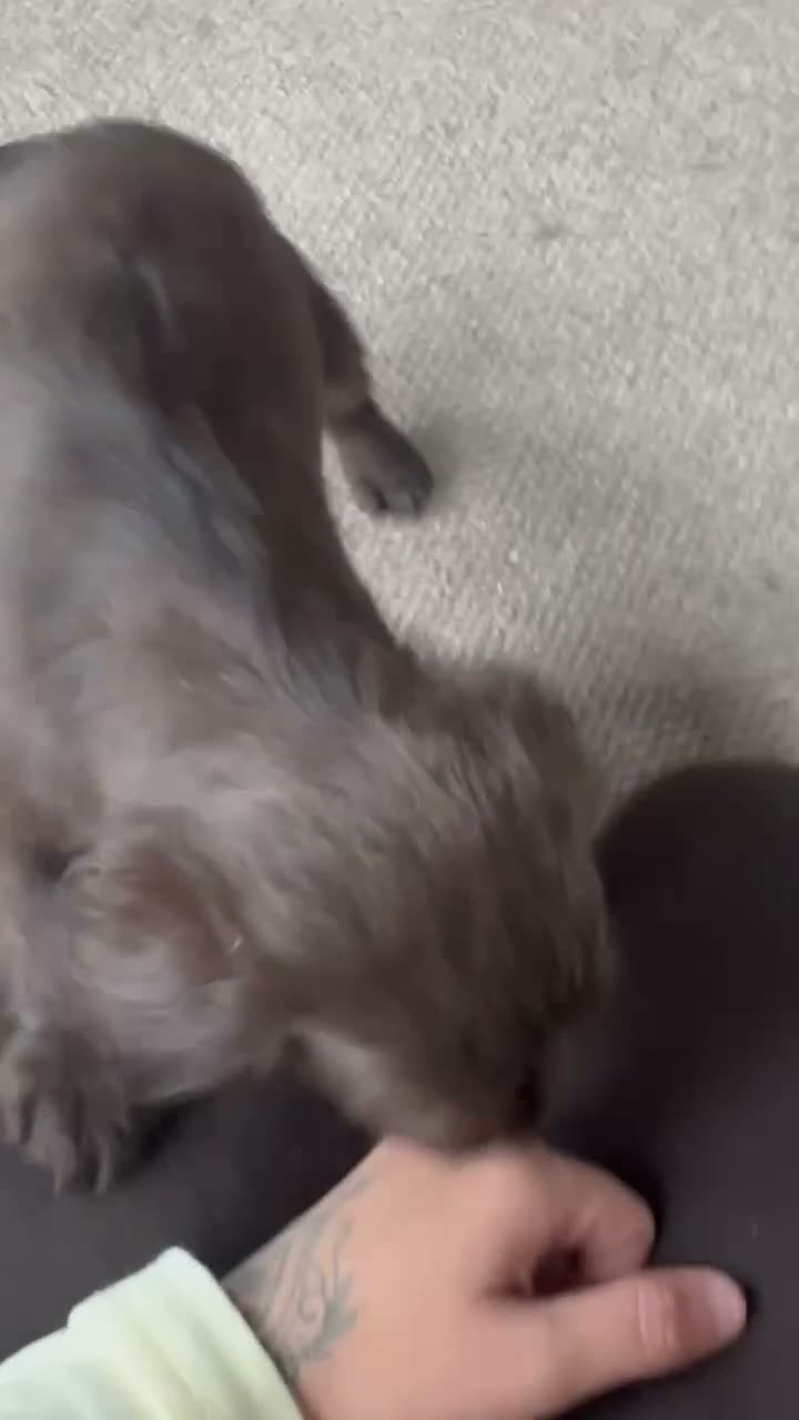 Cocker Spaniel dogs for sale: last female puppy  - Video 1