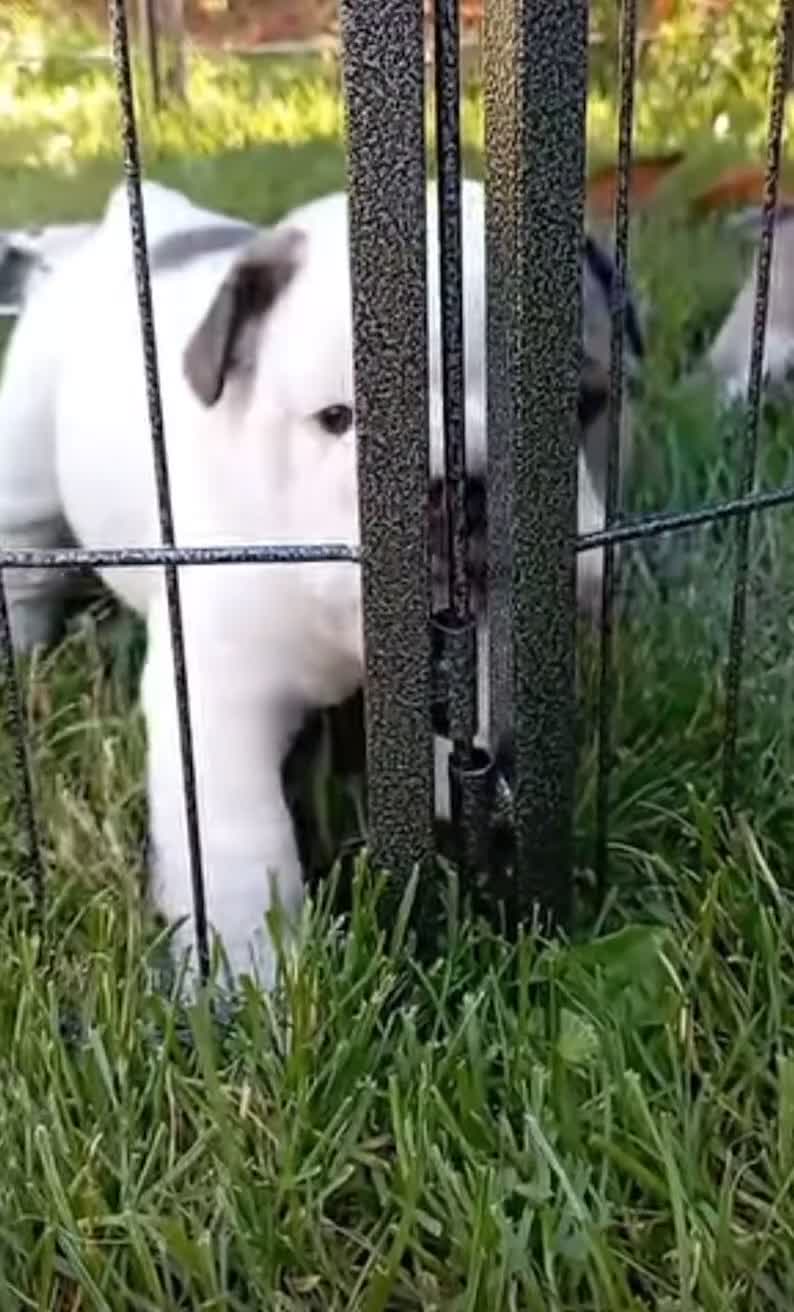 English Bulldog dogs for sale: ❤️🐶 English Bulldog puppies 🐶🖤 - Video 2