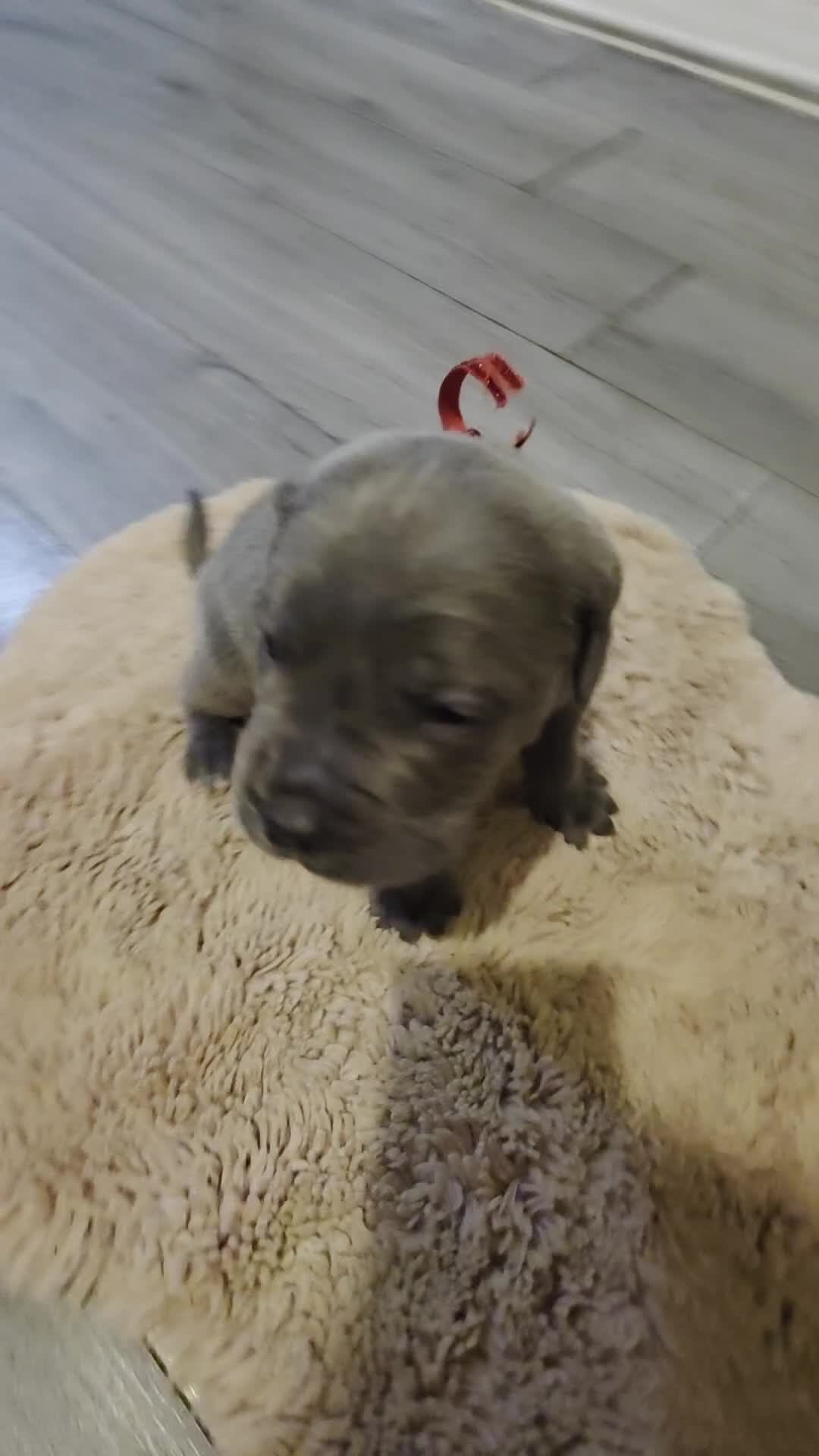 Cane Corso dogs for sale: Baby cane corsa - Video 1