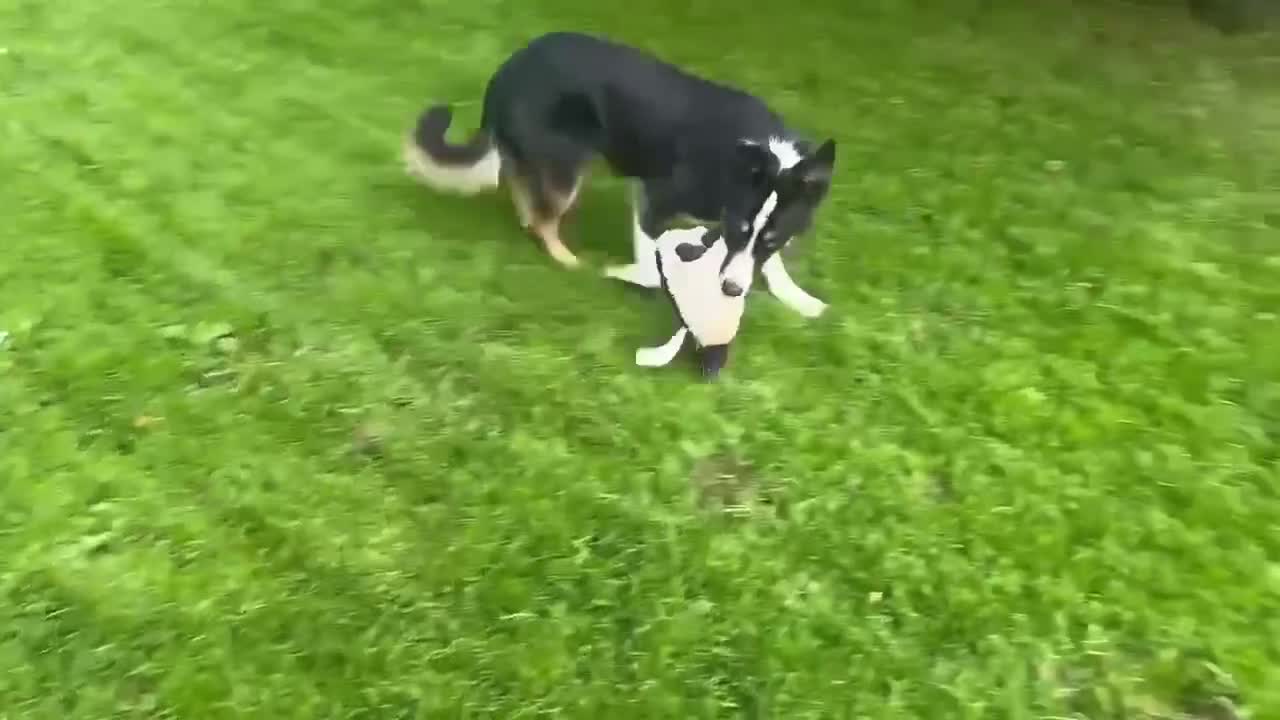 Border Collie dogs for sale: Gorgeous Male Border Collie - Video 1