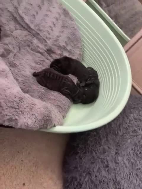 Shar Pei dogs for sale: 3 Shar-pei girls  - Video 1