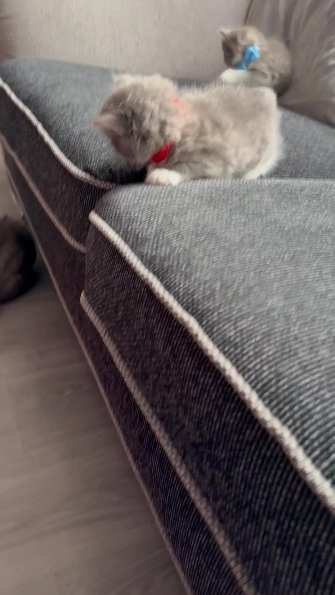 British Shorthair cats for sale: Beautiful bred British shorthairs  - Video 2