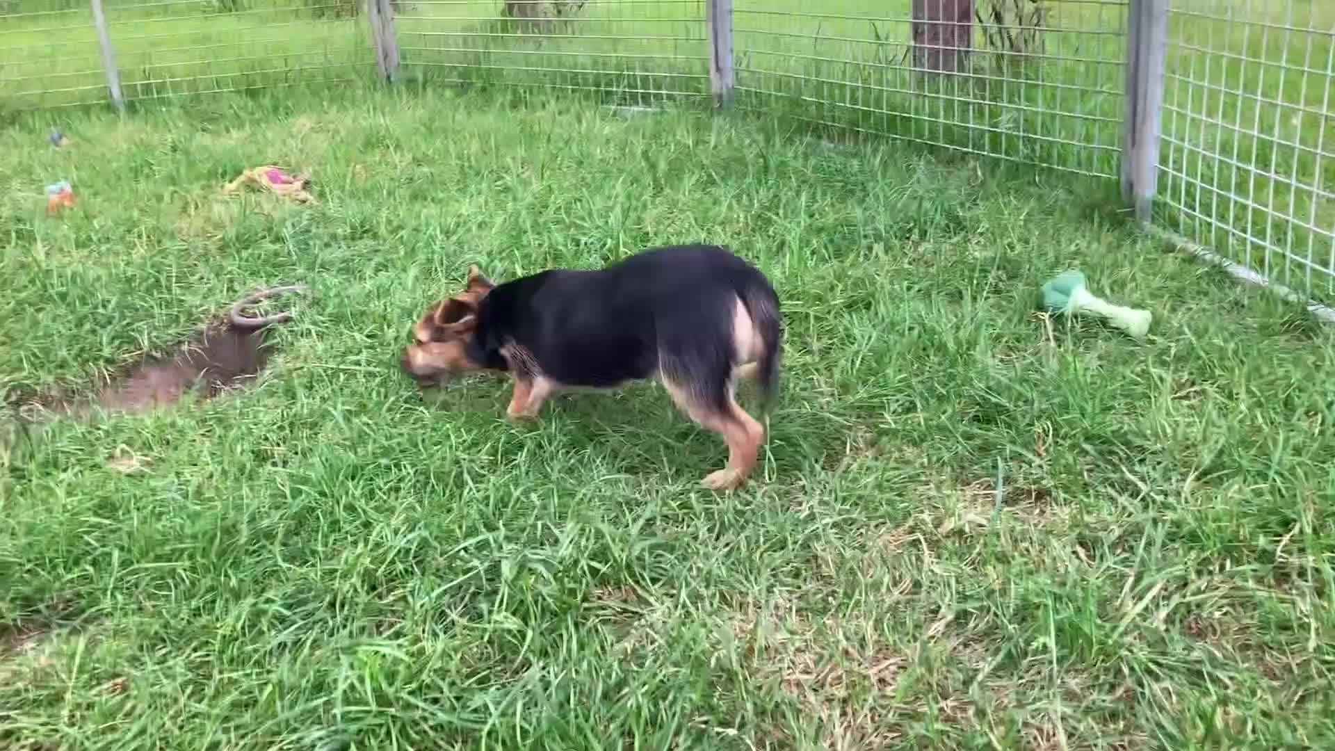 Mixed Breed dogs for sale: Border Terrier x Jack Russell  - Video 1