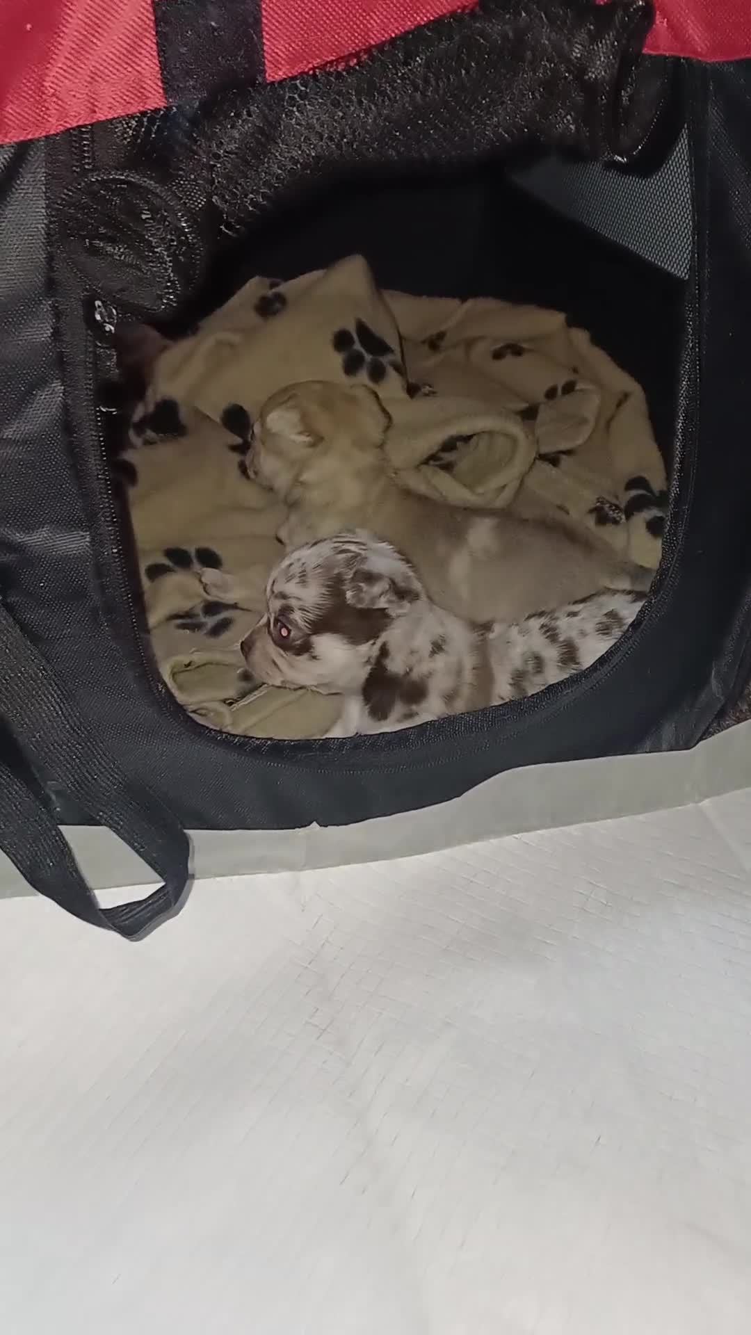 Chihuahua dogs for sale: Chihuahua Pup - Video 2