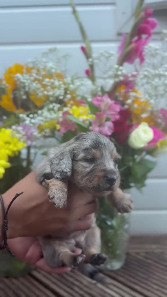 Miniature Dachshund dogs for sale: 4 stunning long haired miniature dachshunds - Video 2