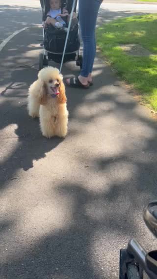 Toy Poodle dogs for stud: 🇷🇺russian kc miniature poodle 🇷🇺  in Newcastle - Video 2