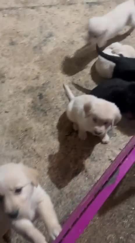 Golden Shepherd dogs for sale: Golden Shepherd puppies for sale!!  - Video 2