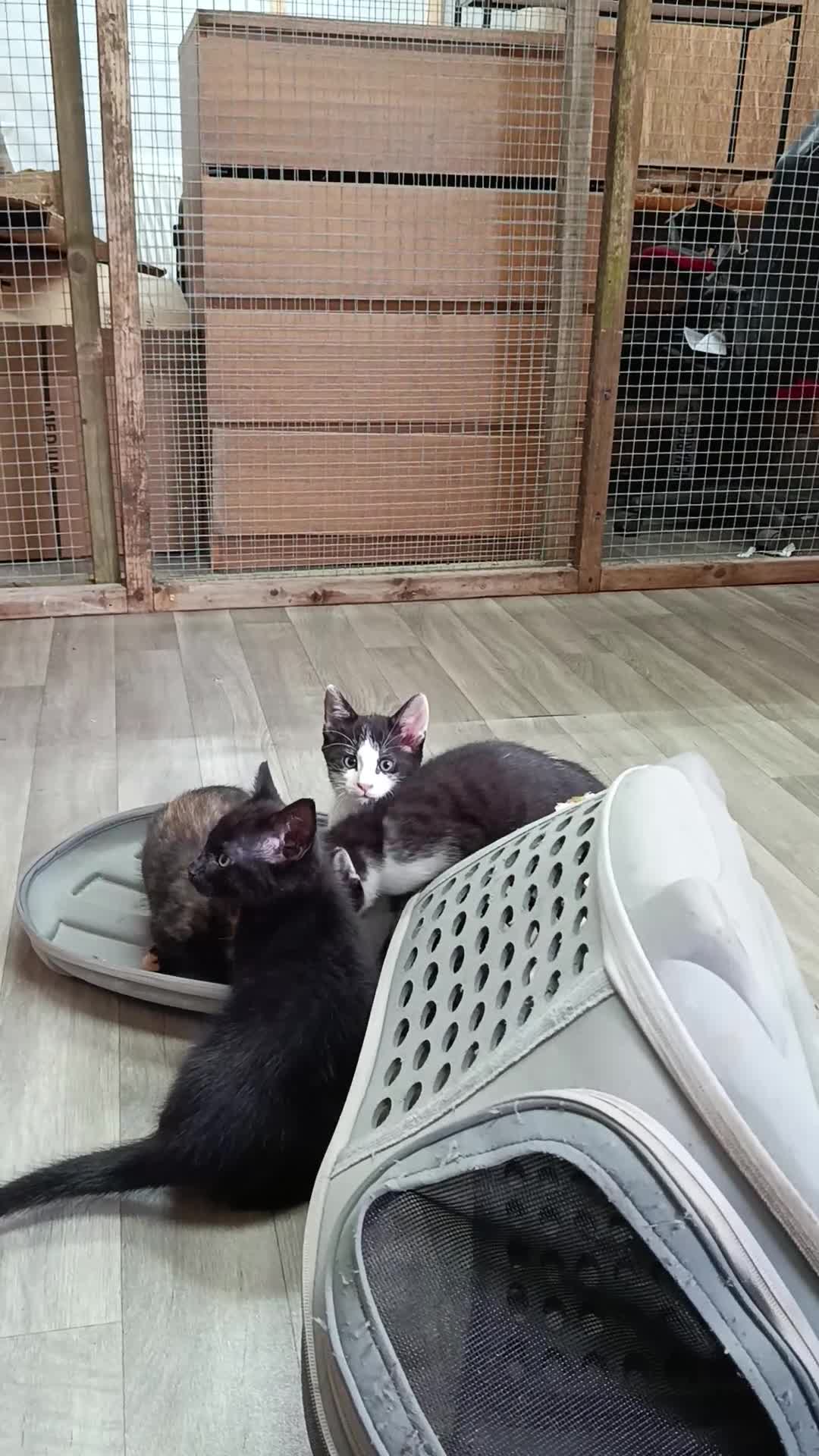 British Shorthair cats for sale: 4 beautiful male kittens needing good homes in Crewe - Video 1