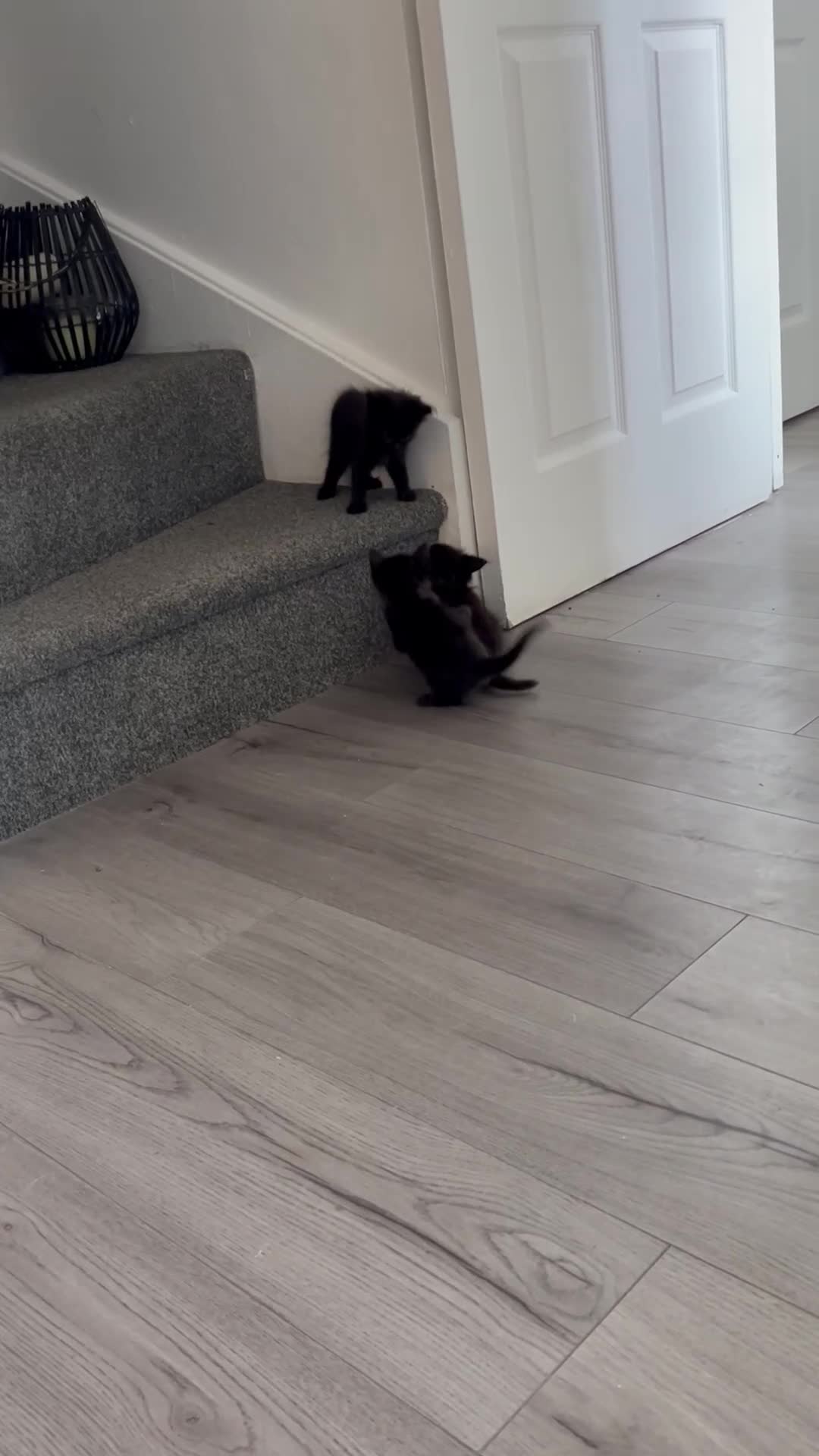 Ragdoll cats for sale: Ragdoll kittens  - Video 2