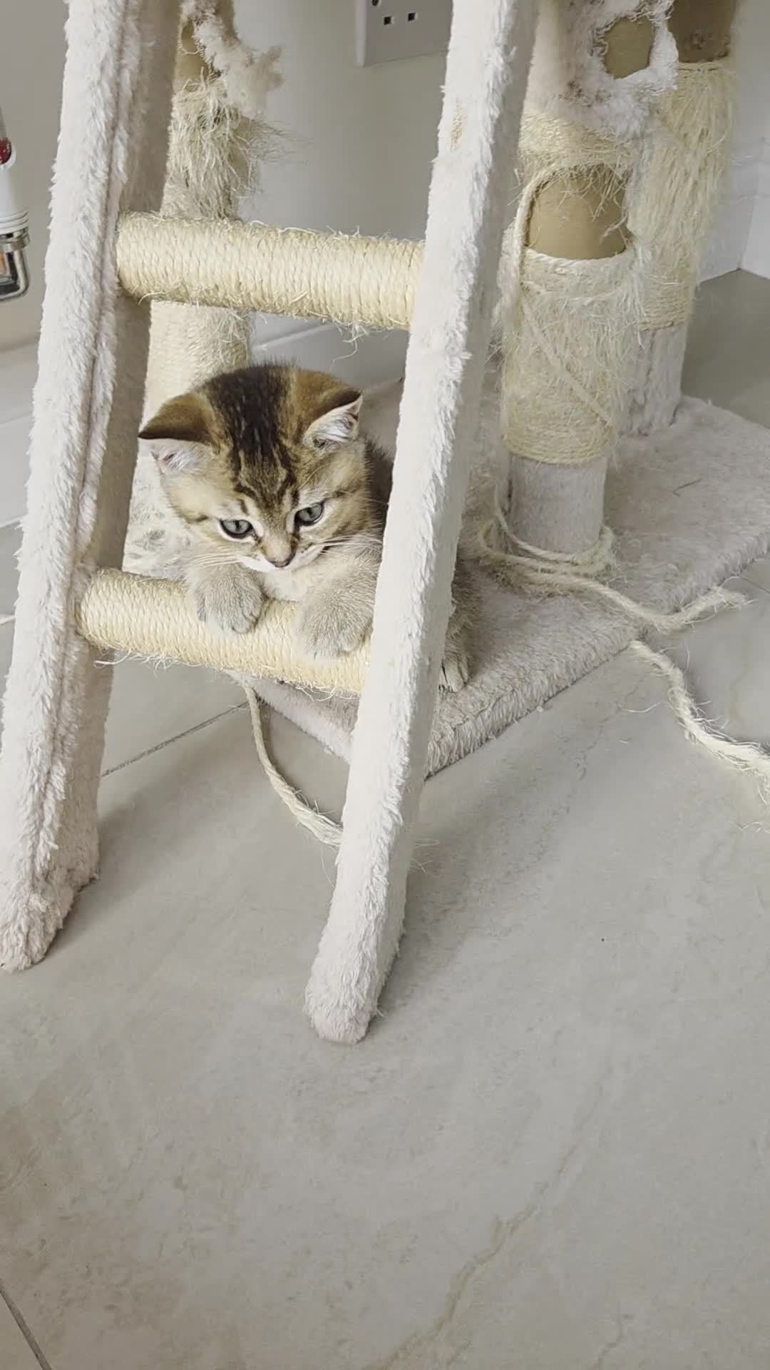 British Shorthair cats for sale:          BRITISH SHORTHAIR - Video 3