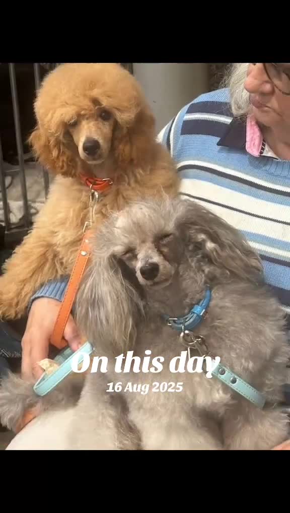 Toy Poodle dogs for stud: Toy Poodle Stud Dog - Video 1