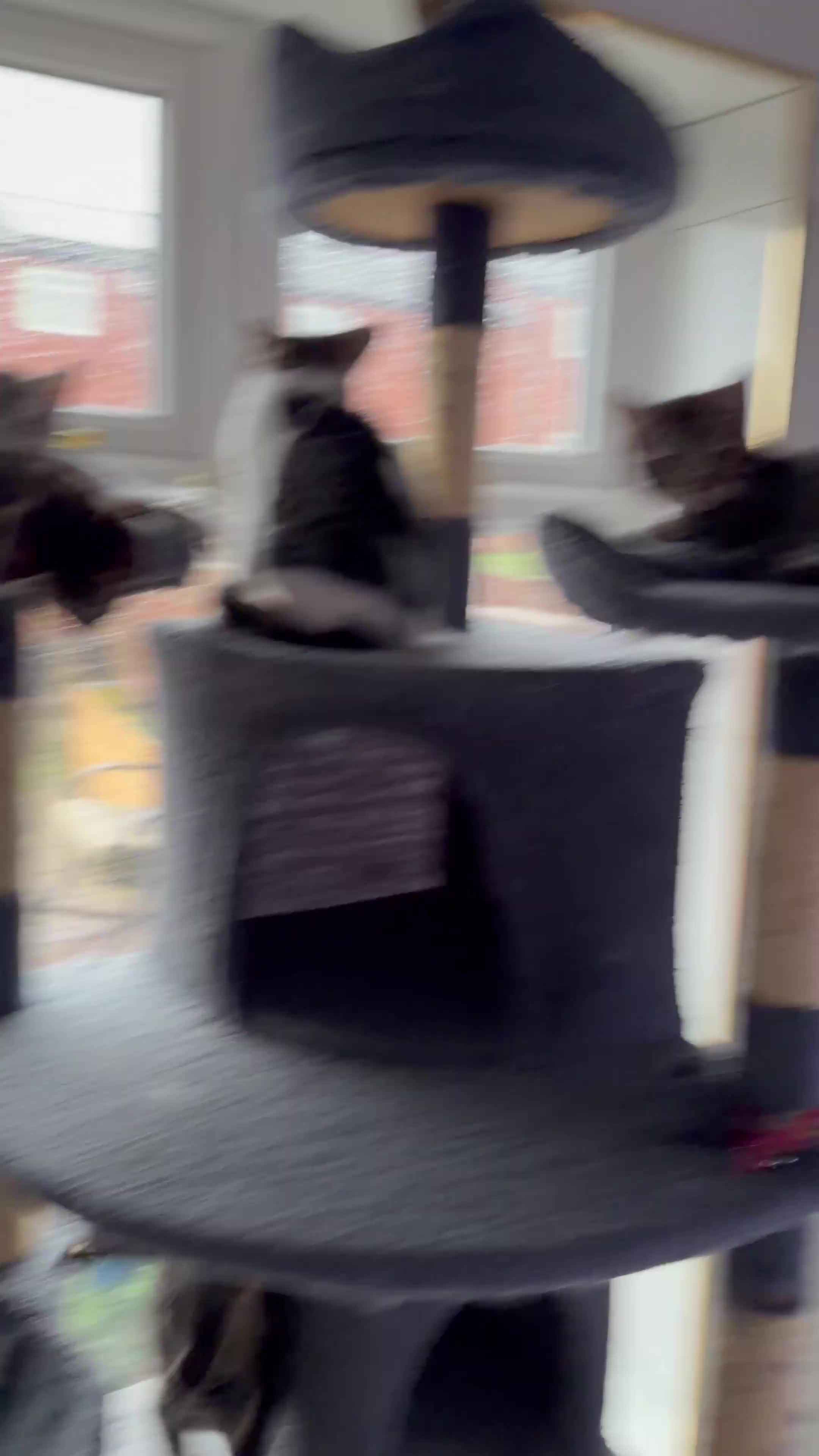 Mixed Breed cats for sale: Beautiful Maine Coon–type kittens available. - Video 1