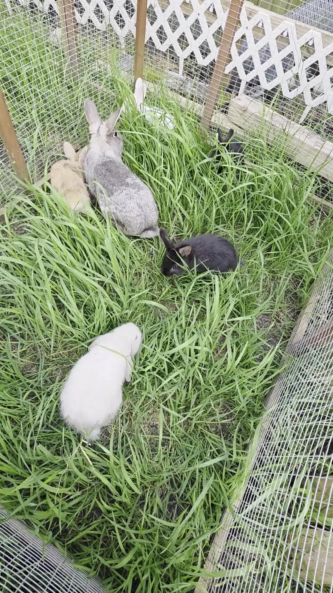 Mixed Breed rabbits for sale: Half Mini lop rabbits - Video 1