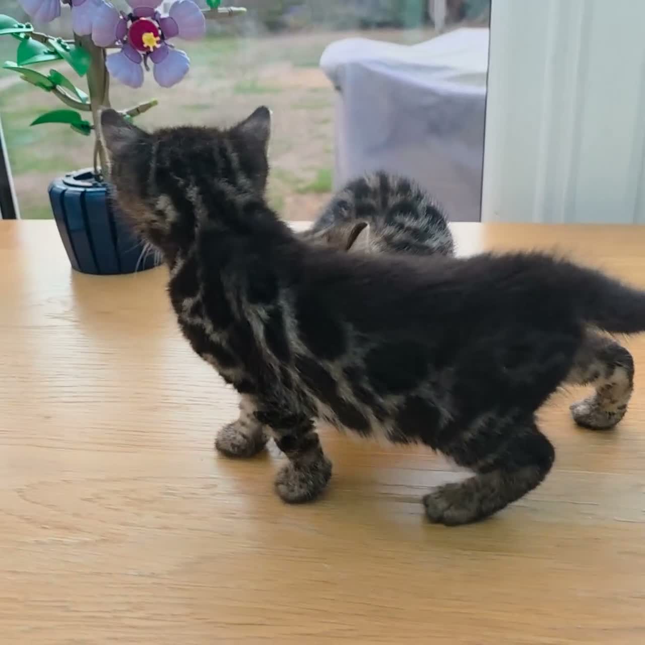 Bengal cats for sale: 🐆 2 BEAUTIFUL TICA BENGAL GIRLS – £1,200 EACH 🐆 - Video 1